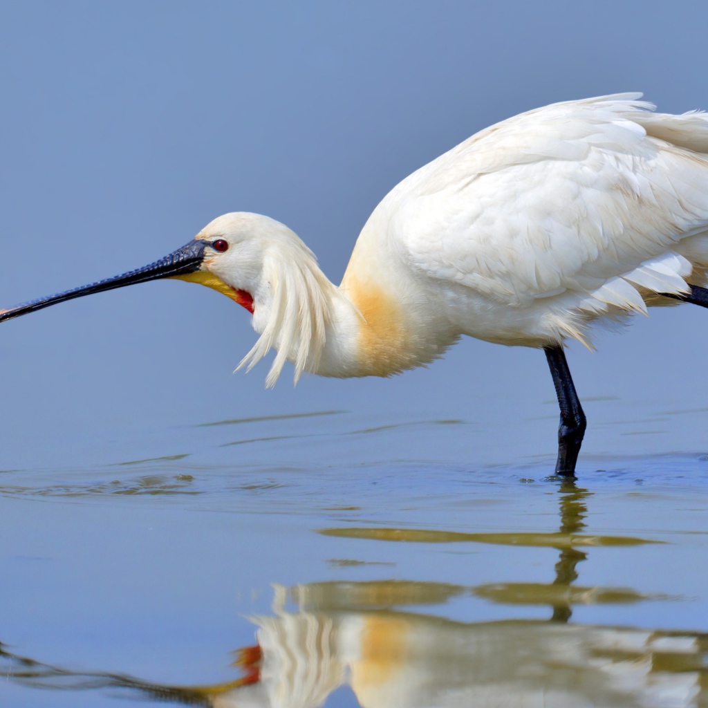 Большая белая цапля в воде 