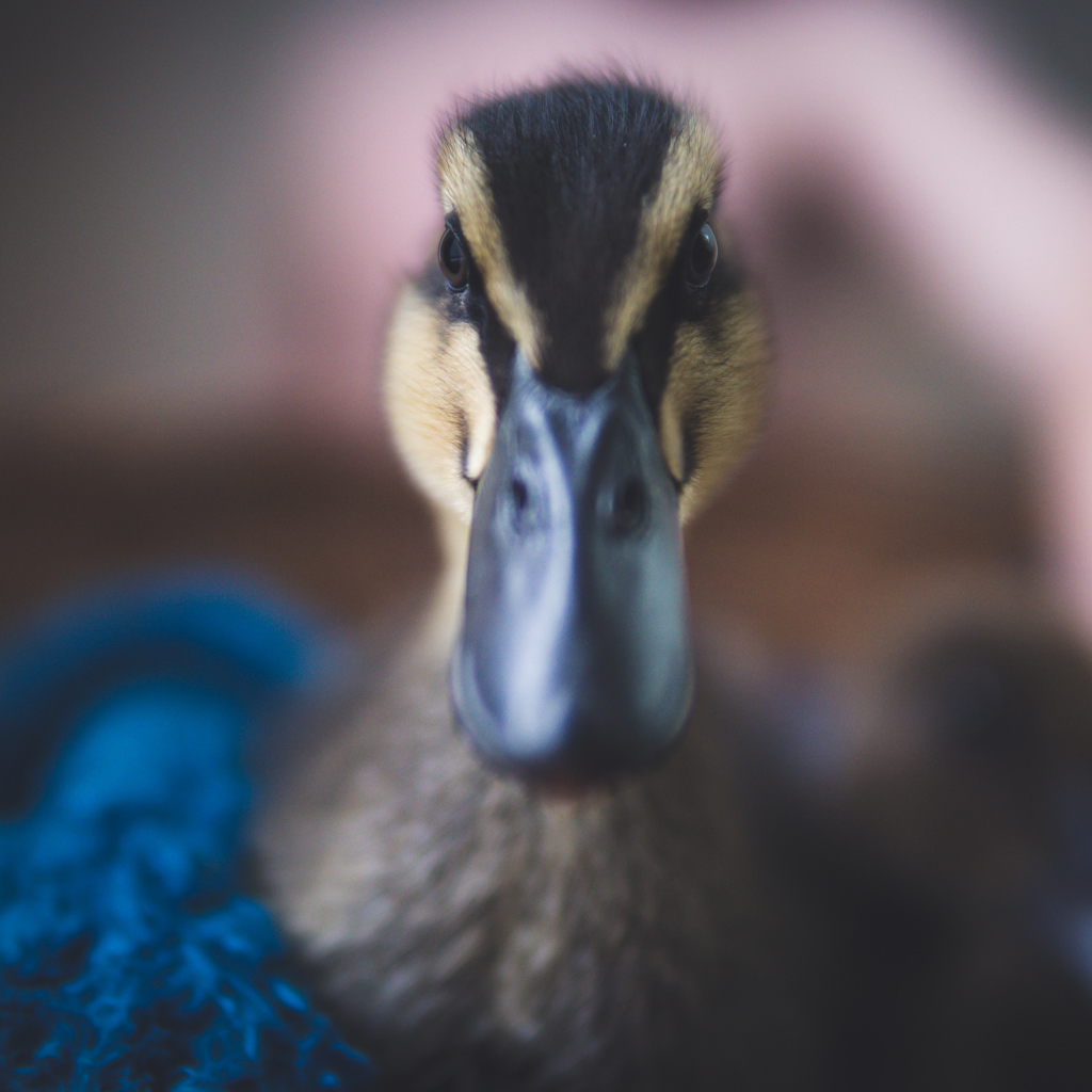 Голова утки крупным планом 