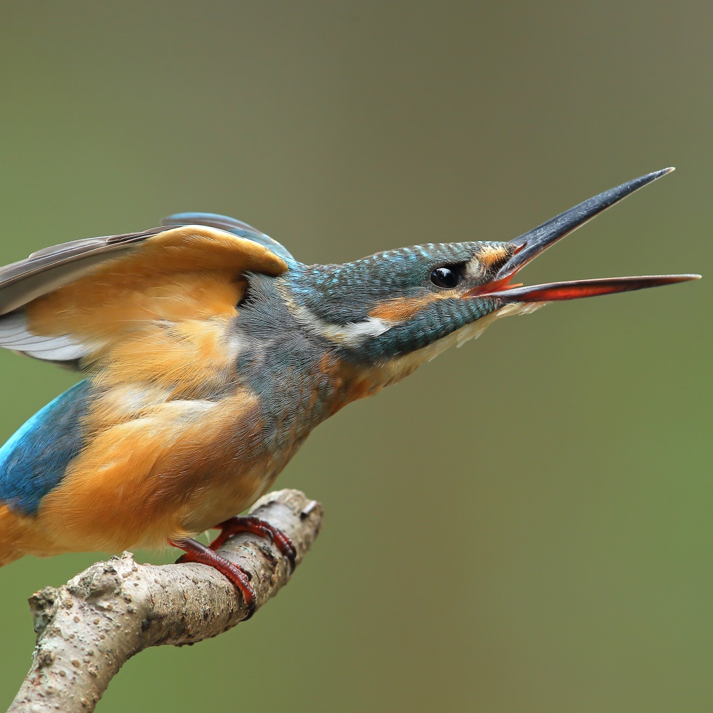 Зимородок с открытым клювом на ветке