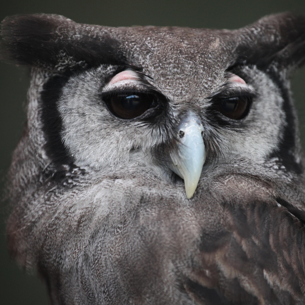 Большой филин крупным планом