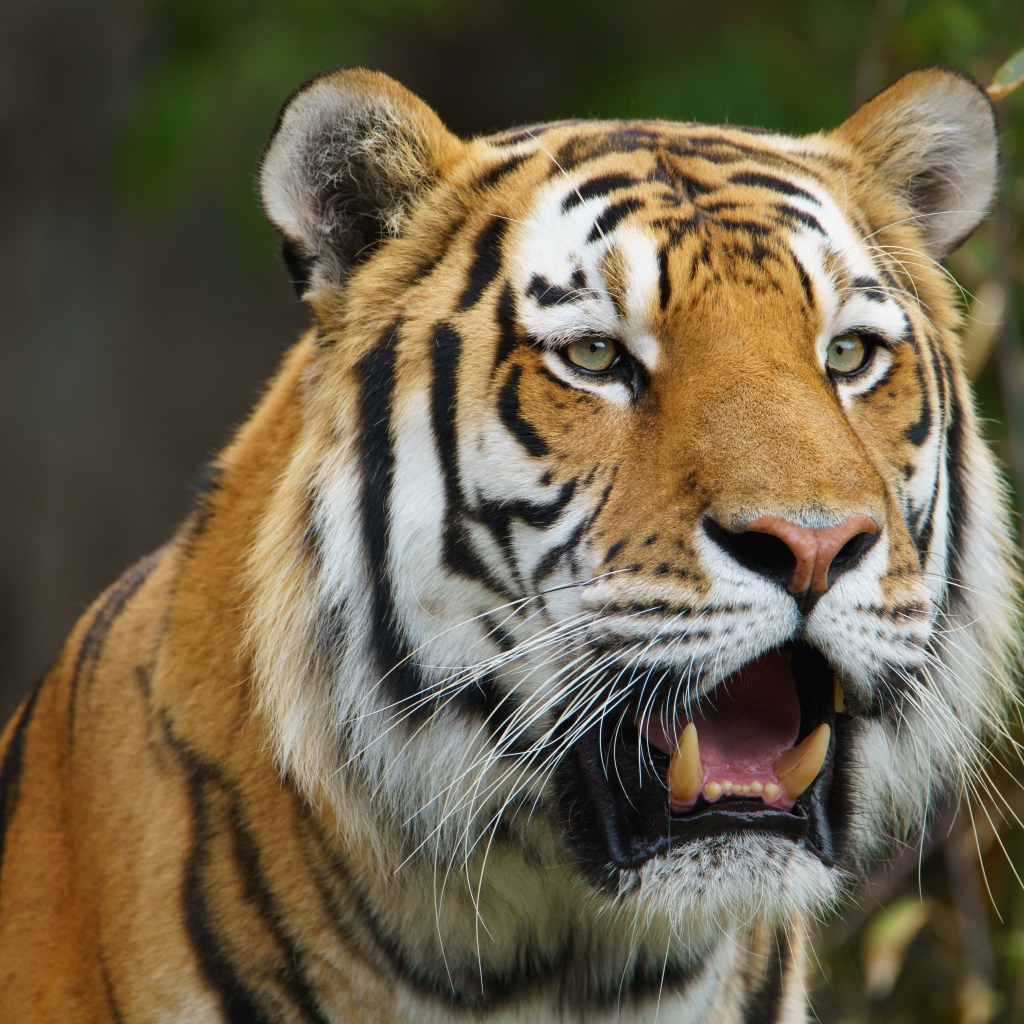 Большой тигр с открытой пастью