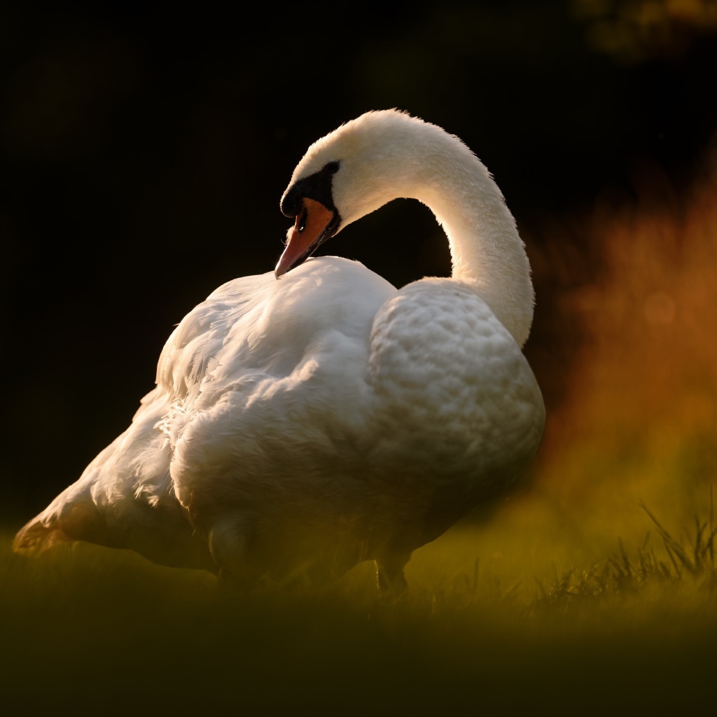 Большой белый лебедь стоит на зеленой траве