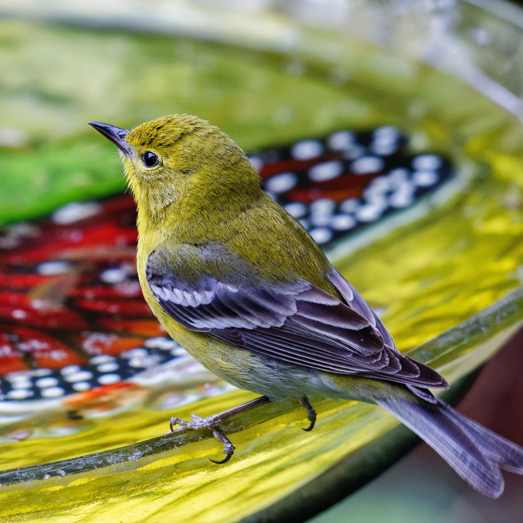 Маленькая птичка пьет воду
