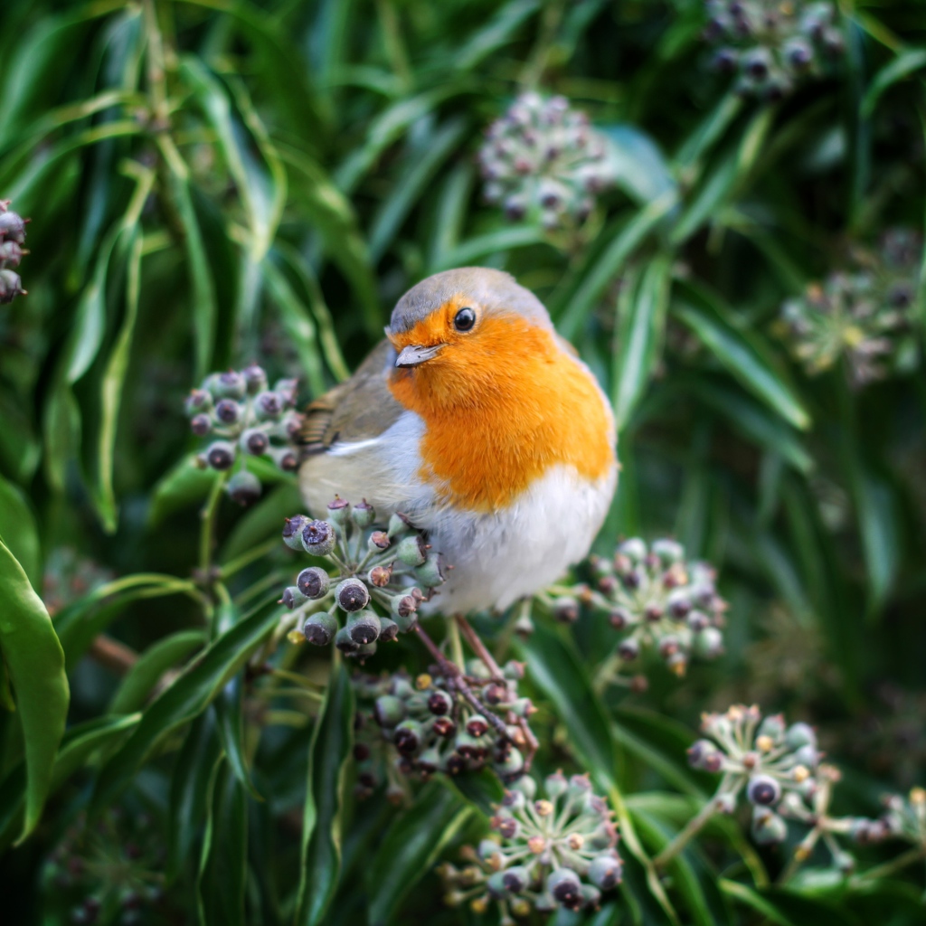 Маленькая птичка зарянка сидит на ветке