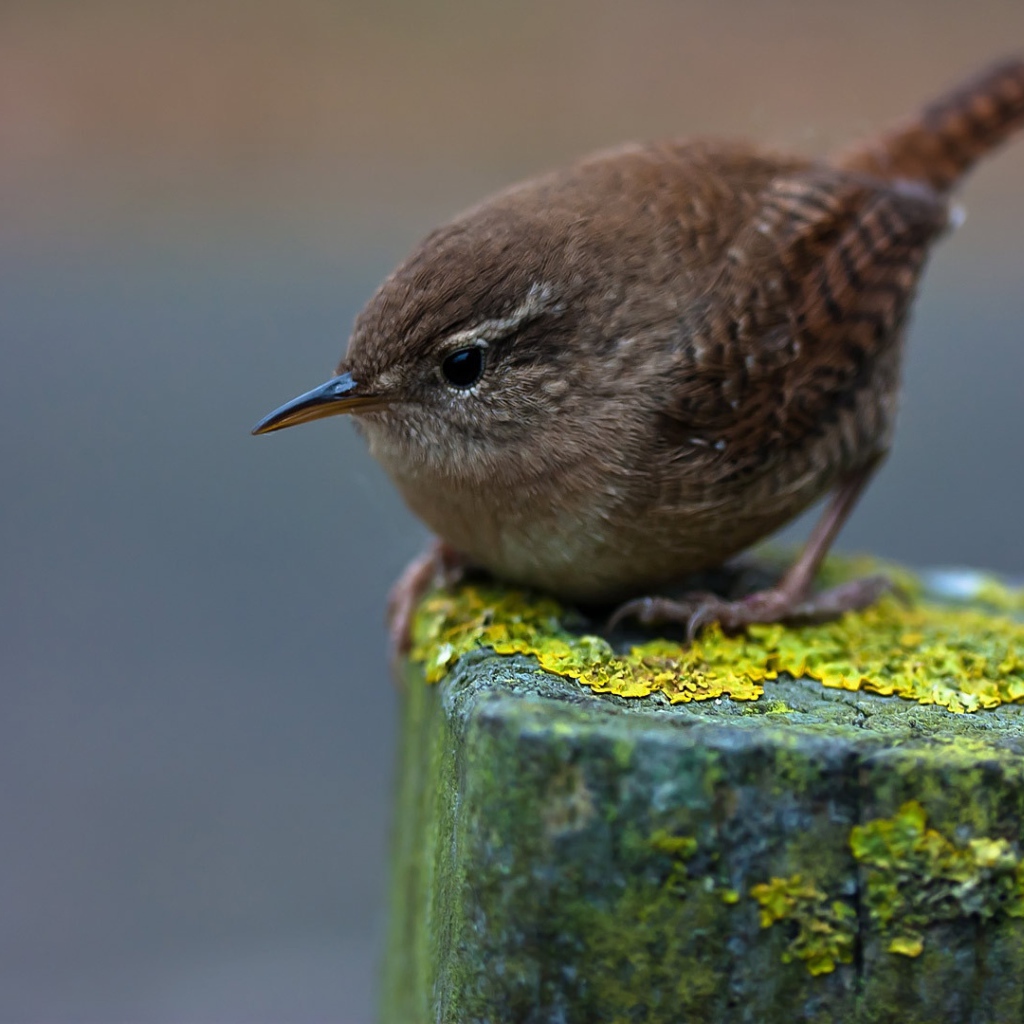 Маленькая серая птичка крупным планом
