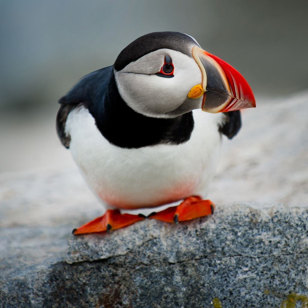 Маленький грустный тупик на камне