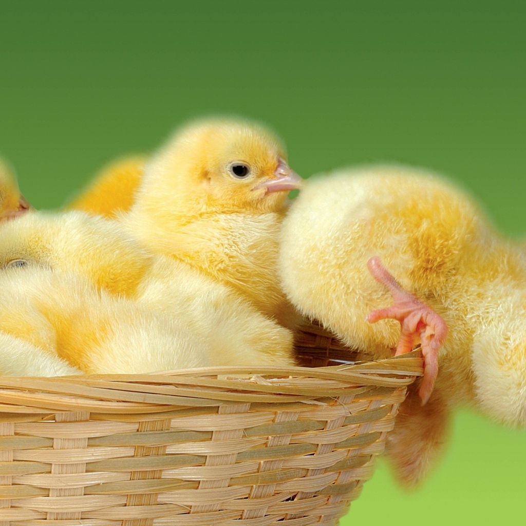 Маленькие желтые цыплята в корзине
