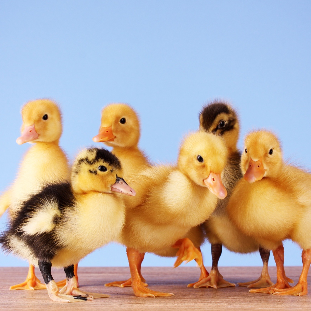 Маленькие желтые утята на голубом фоне