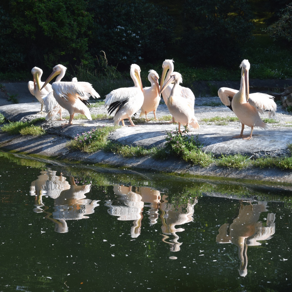 Много пеликанов на берегу водоема