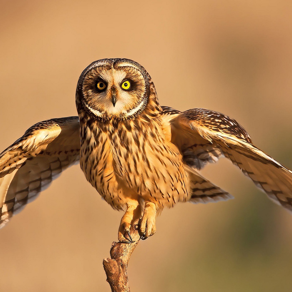 Сова взлетает с ветки 