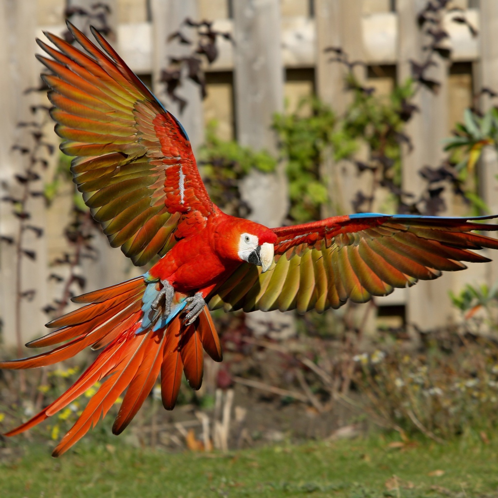 Попугай красный ара в полете 
