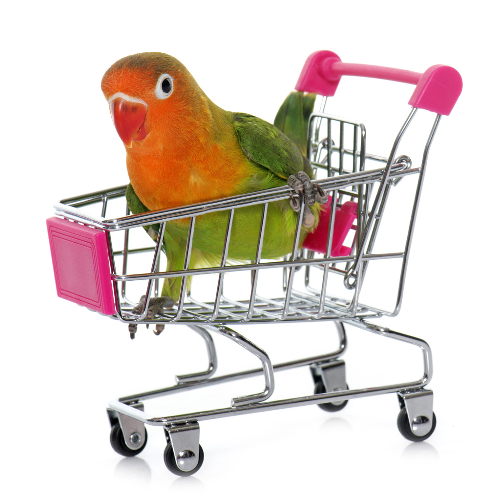 Попугай в маленькой тележке на белом фоне