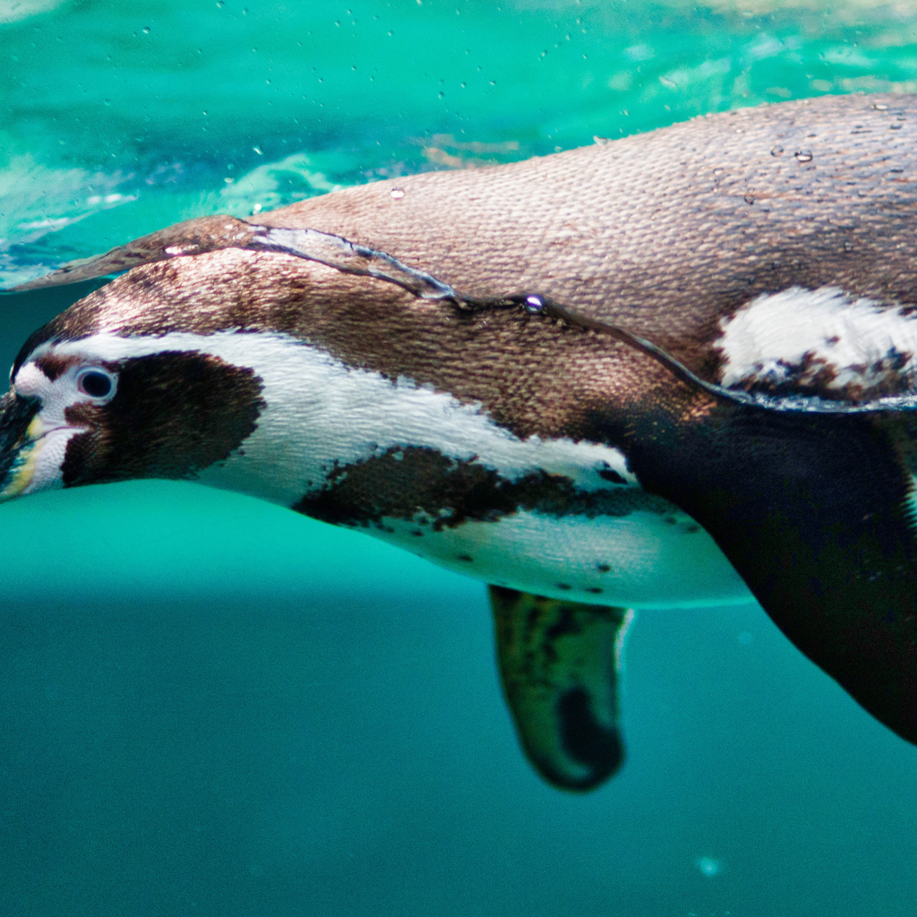 Пингвин плавает в воде