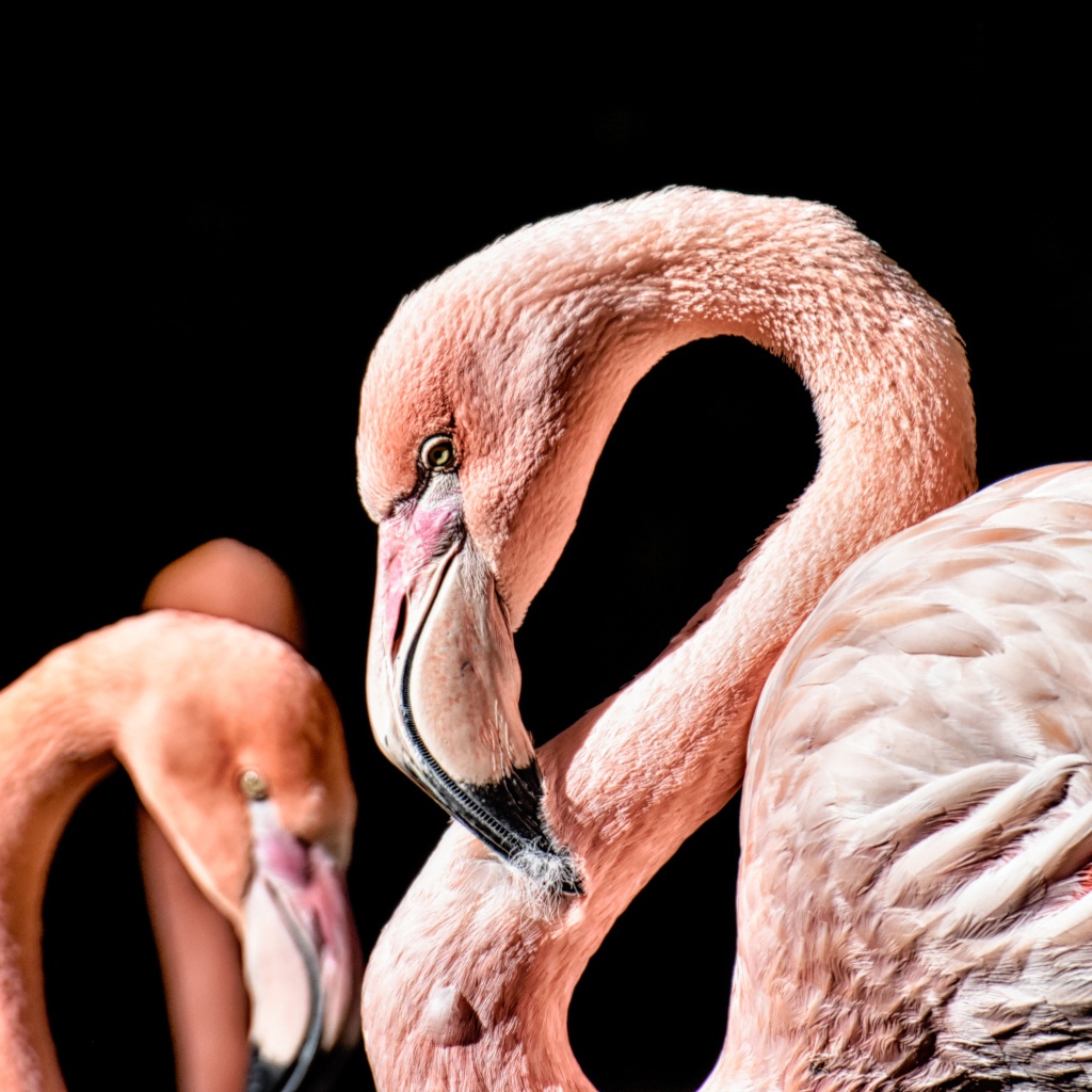 Розовый фламинго на черном фоне крупным планом