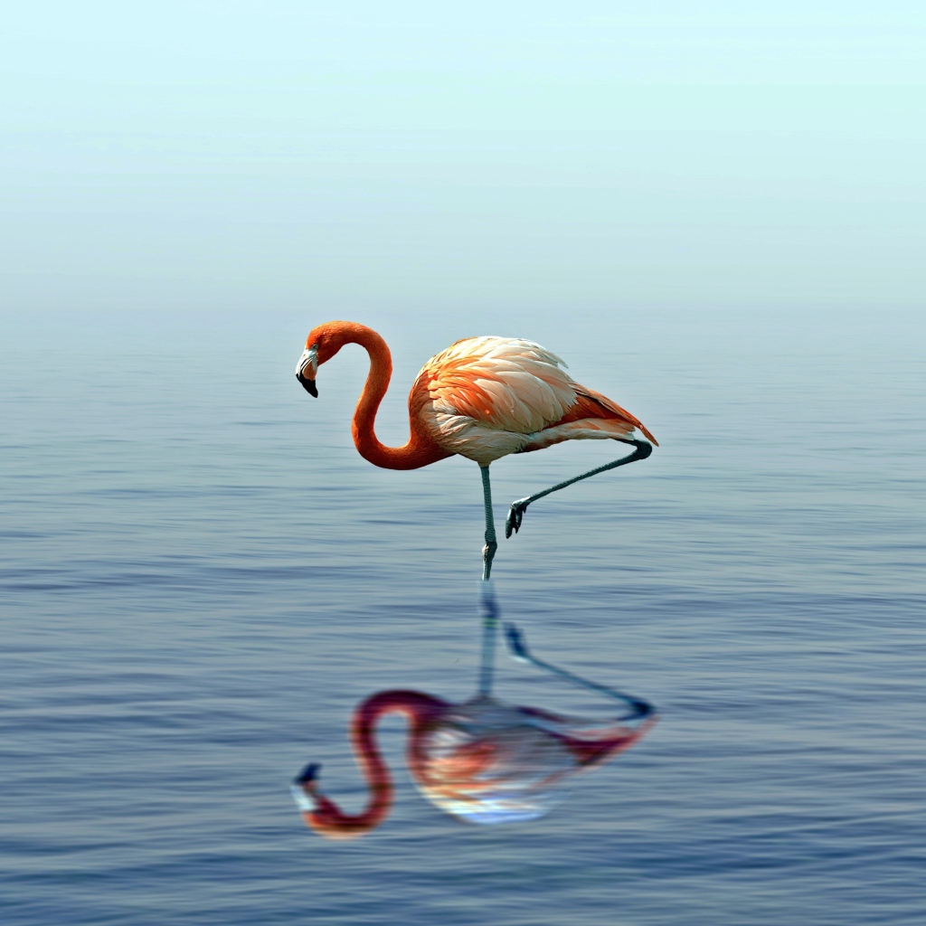 Розовый фламинго стоит на одной ноге в воде 