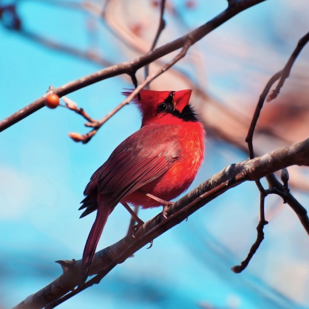 Красная птица кардинал на ветке