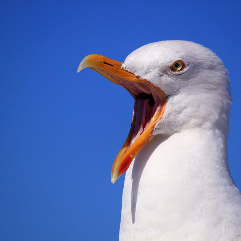 Чайка с открытым клювом на голубом фоне