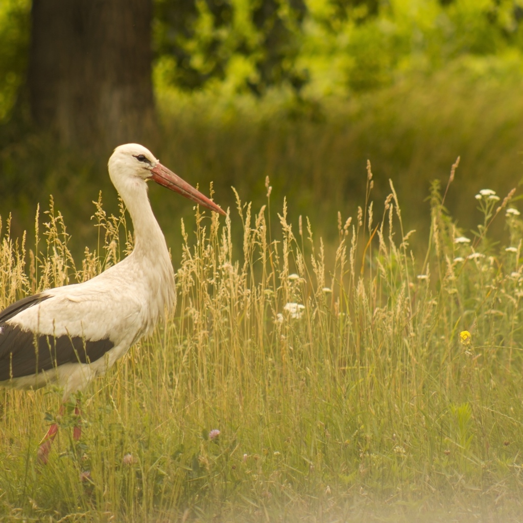 Аист идет по зеленой высокой траве
