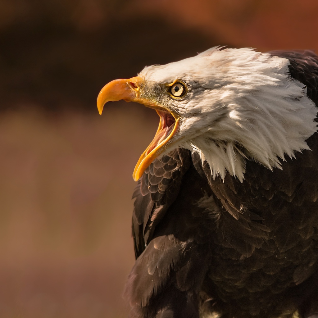 Грозный белоголовый орел с открытым клювом 