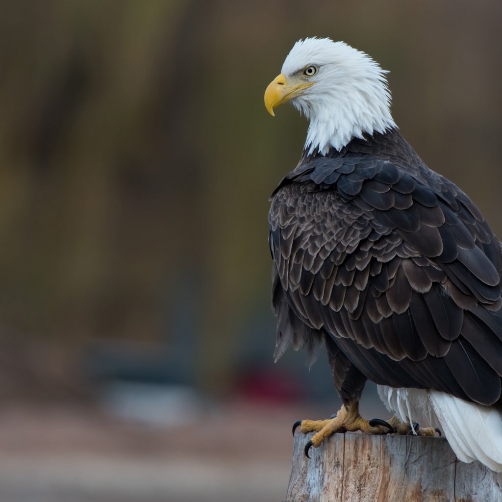 Белоголовый орлан сидит на сухом пне