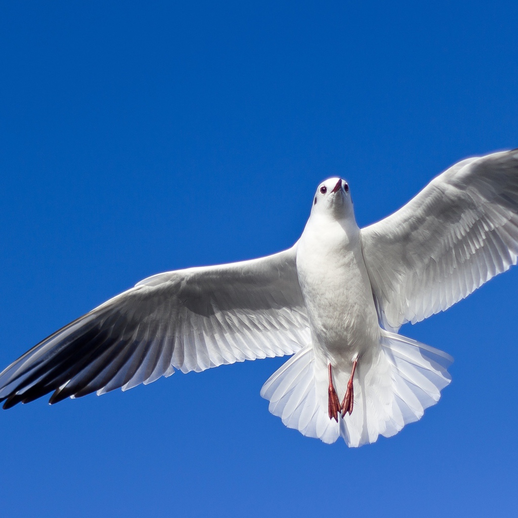 Большая красивая чайка летит в голубом небе