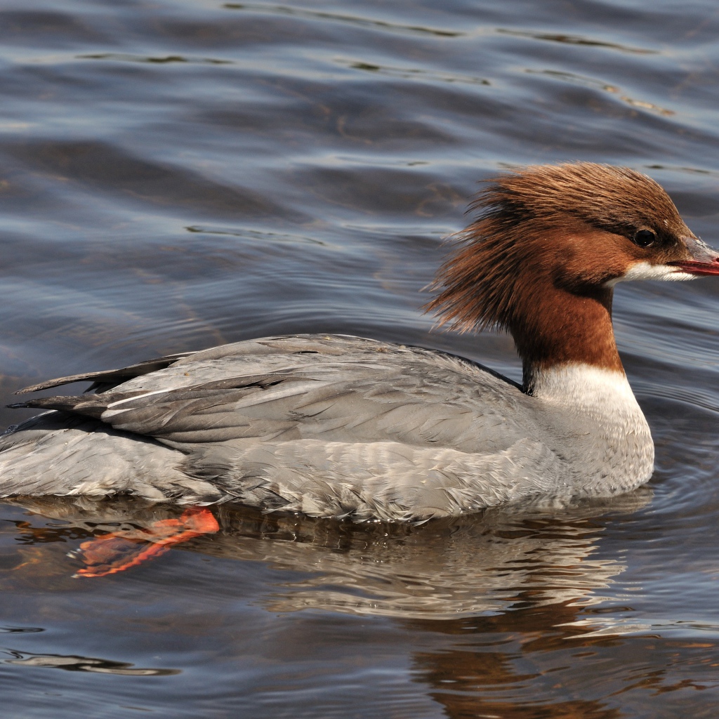 Птица крохаль в воде
