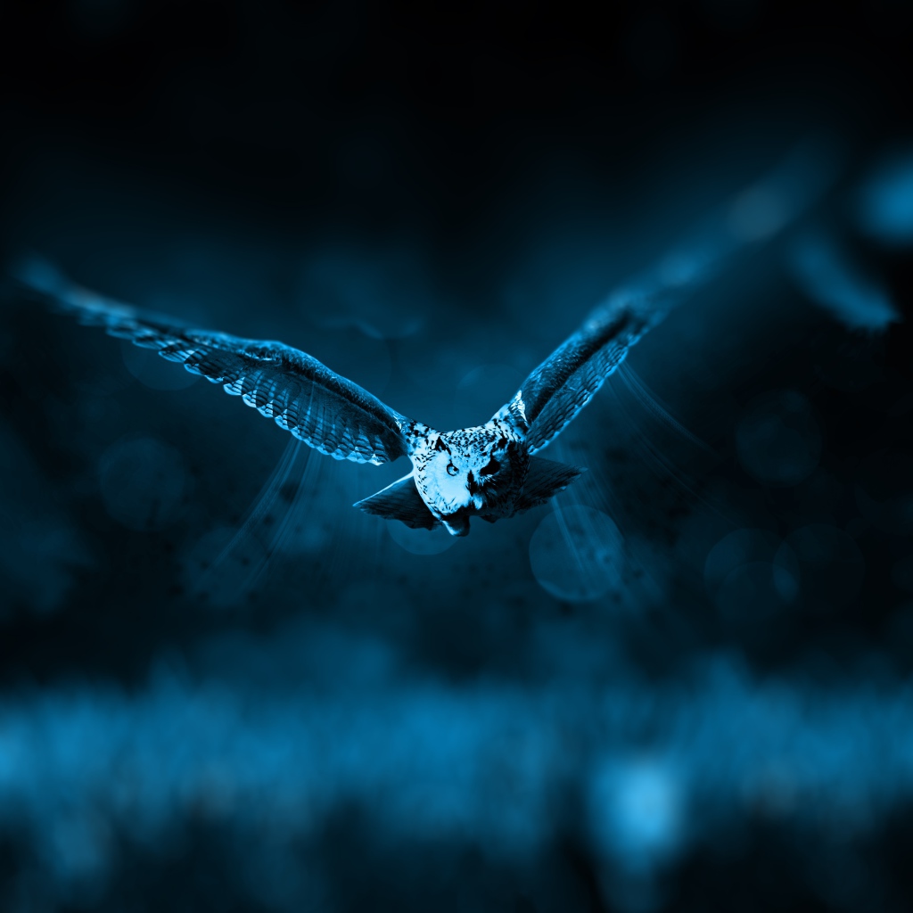 Полет большой совы ночью