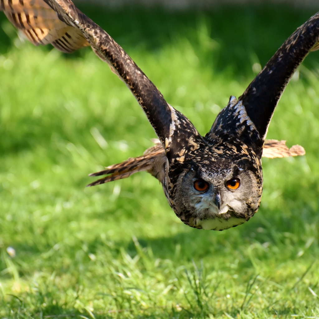 Полет большой совы над зеленой травой