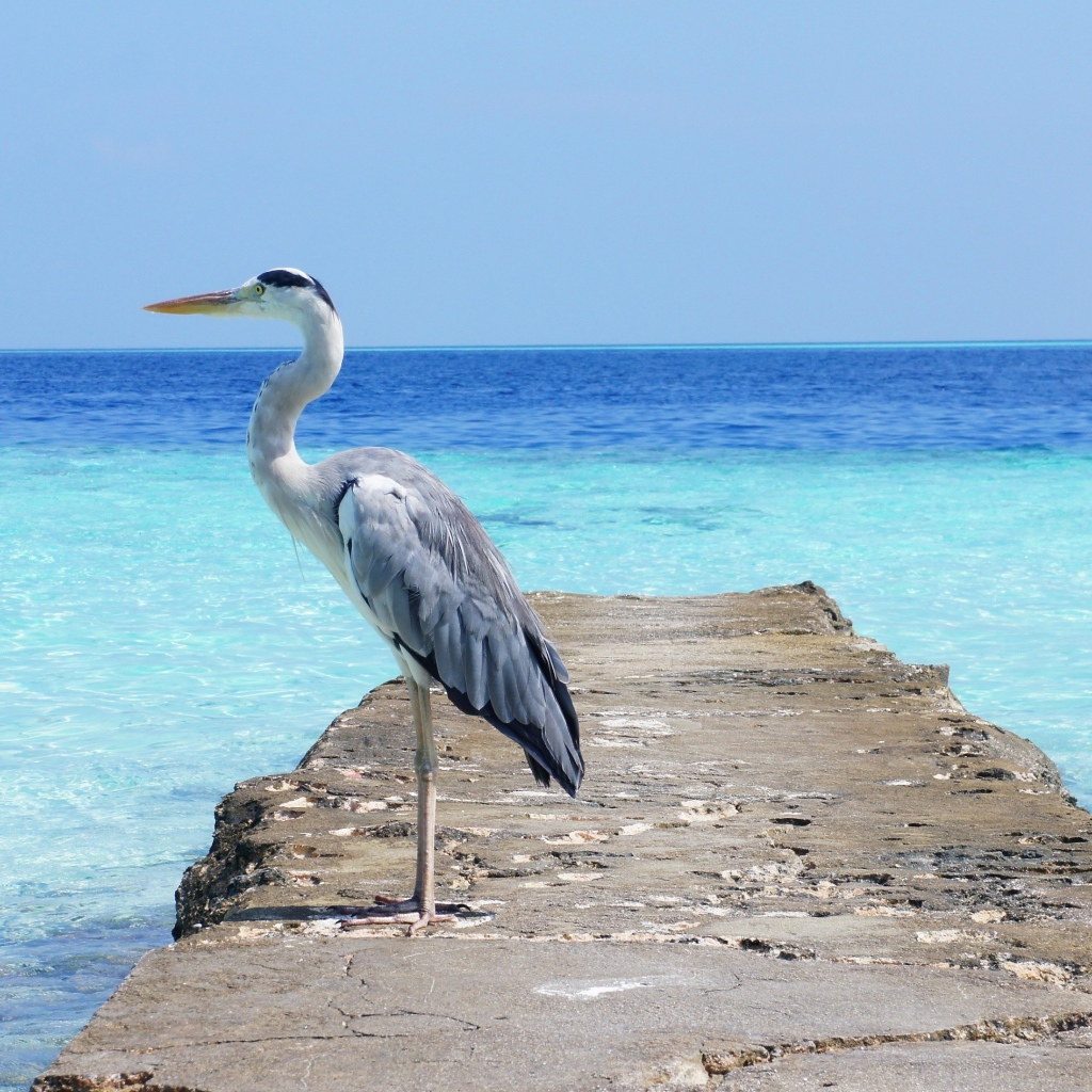 Цапля стоит на каменном мосту на фоне моря