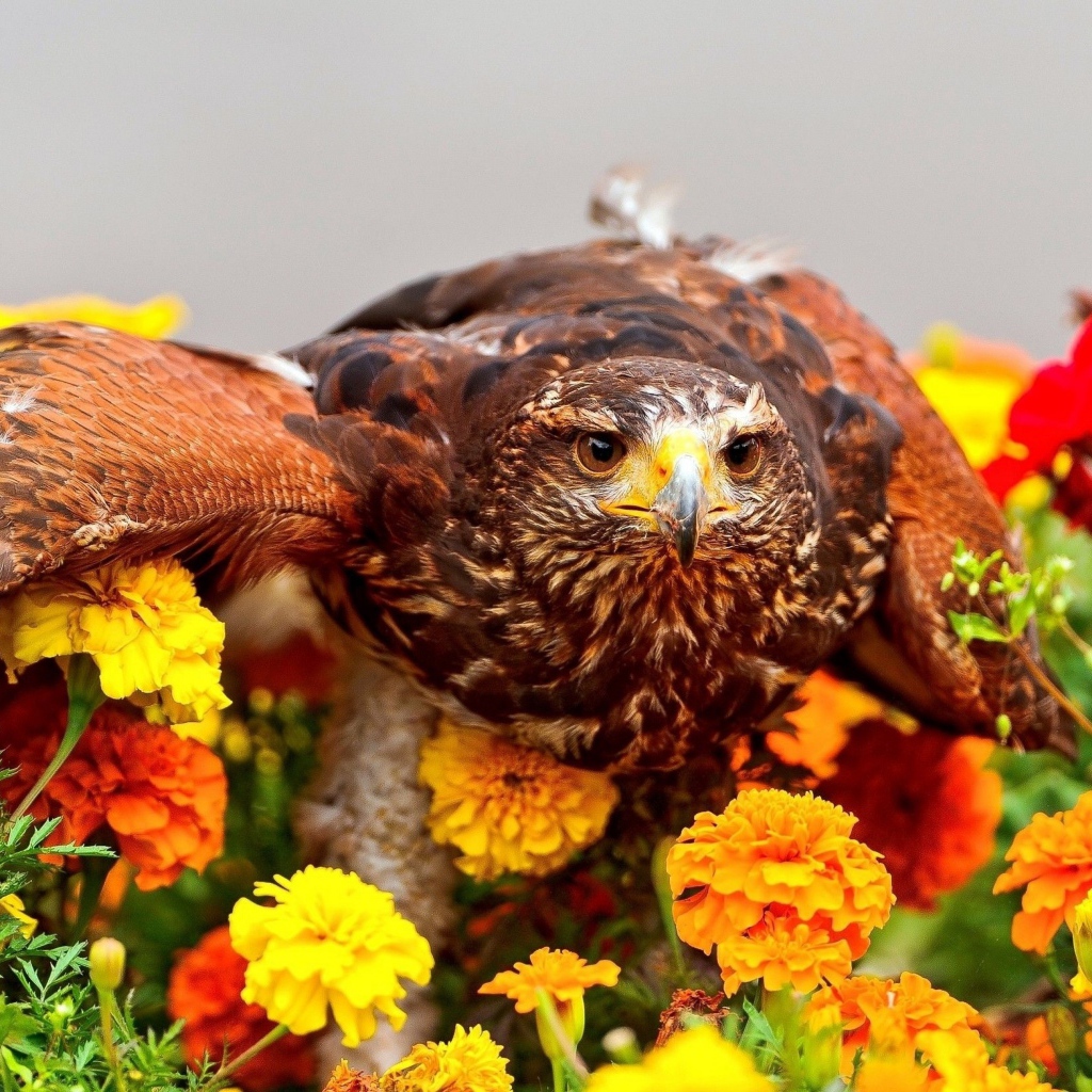 Хищный ястреб сидит на цветах