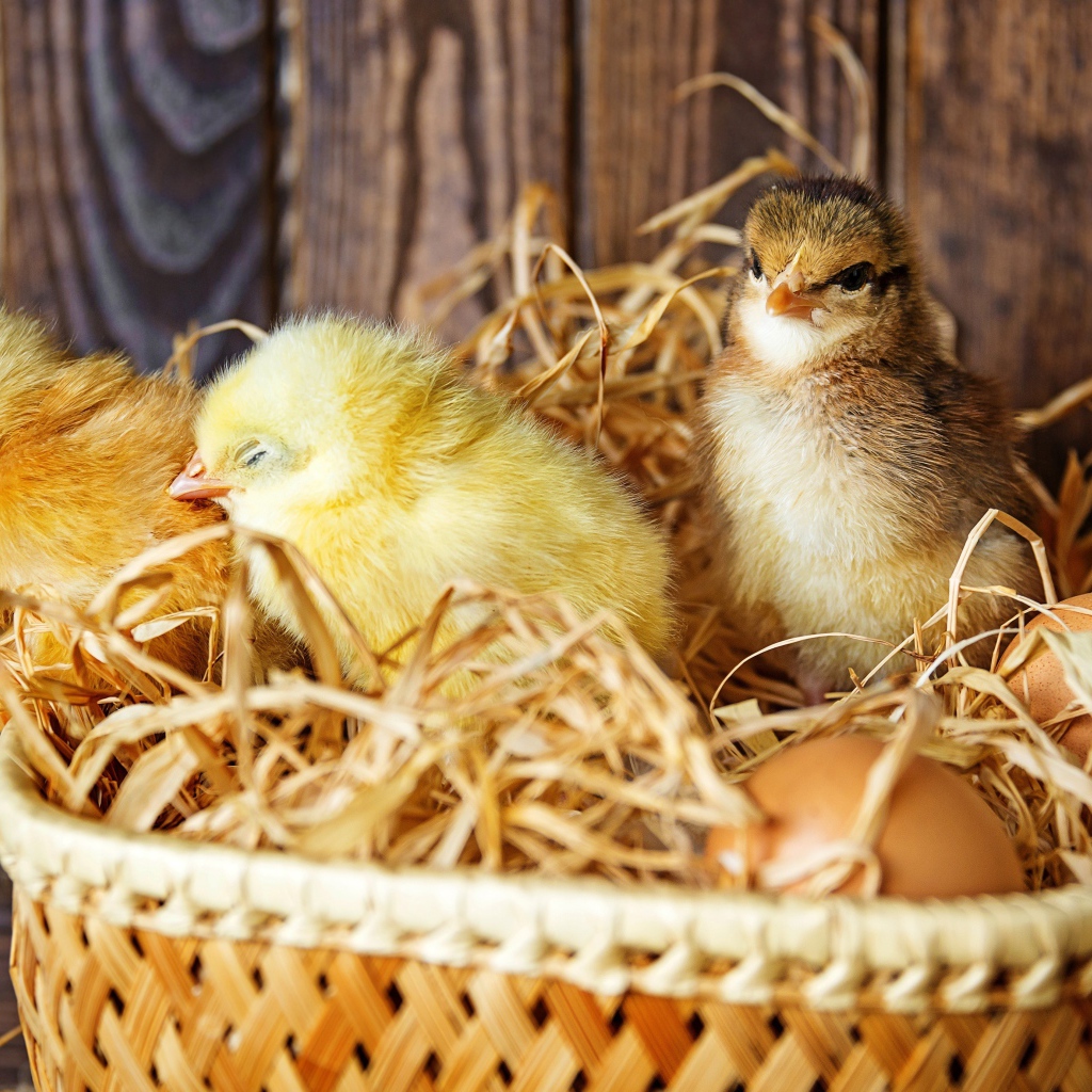 Три маленьких цыпленка в гнезде с яйцами