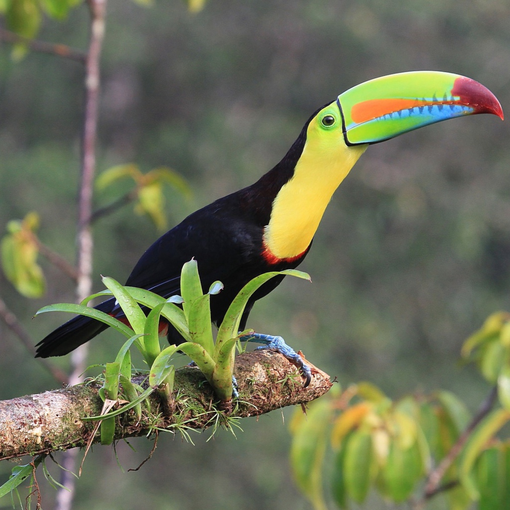 Тукан с длинным клювом сидит на ветке