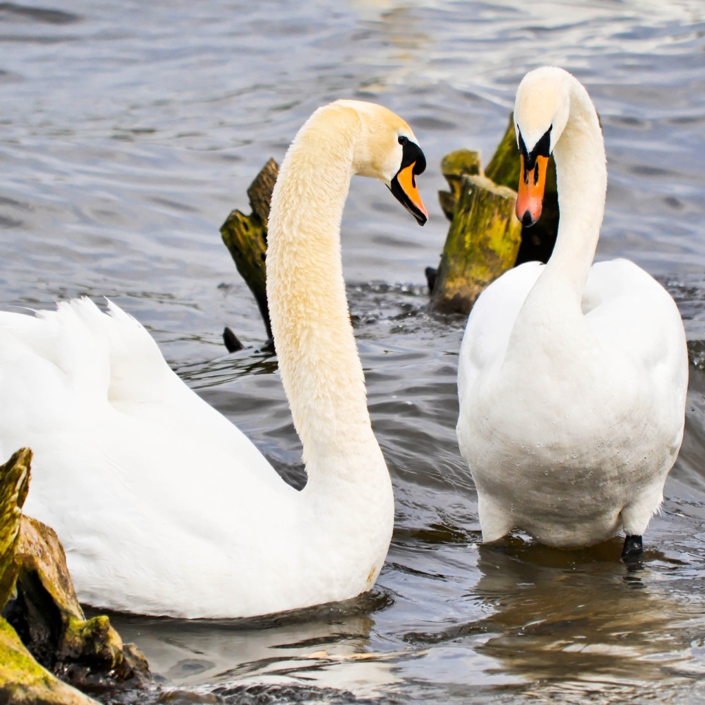 Два красивых белых лебедя в воде