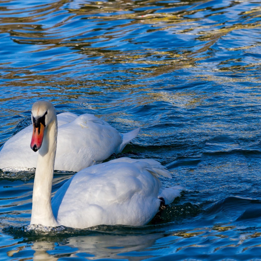 Два красивых белых лебедя в прозрачной воде