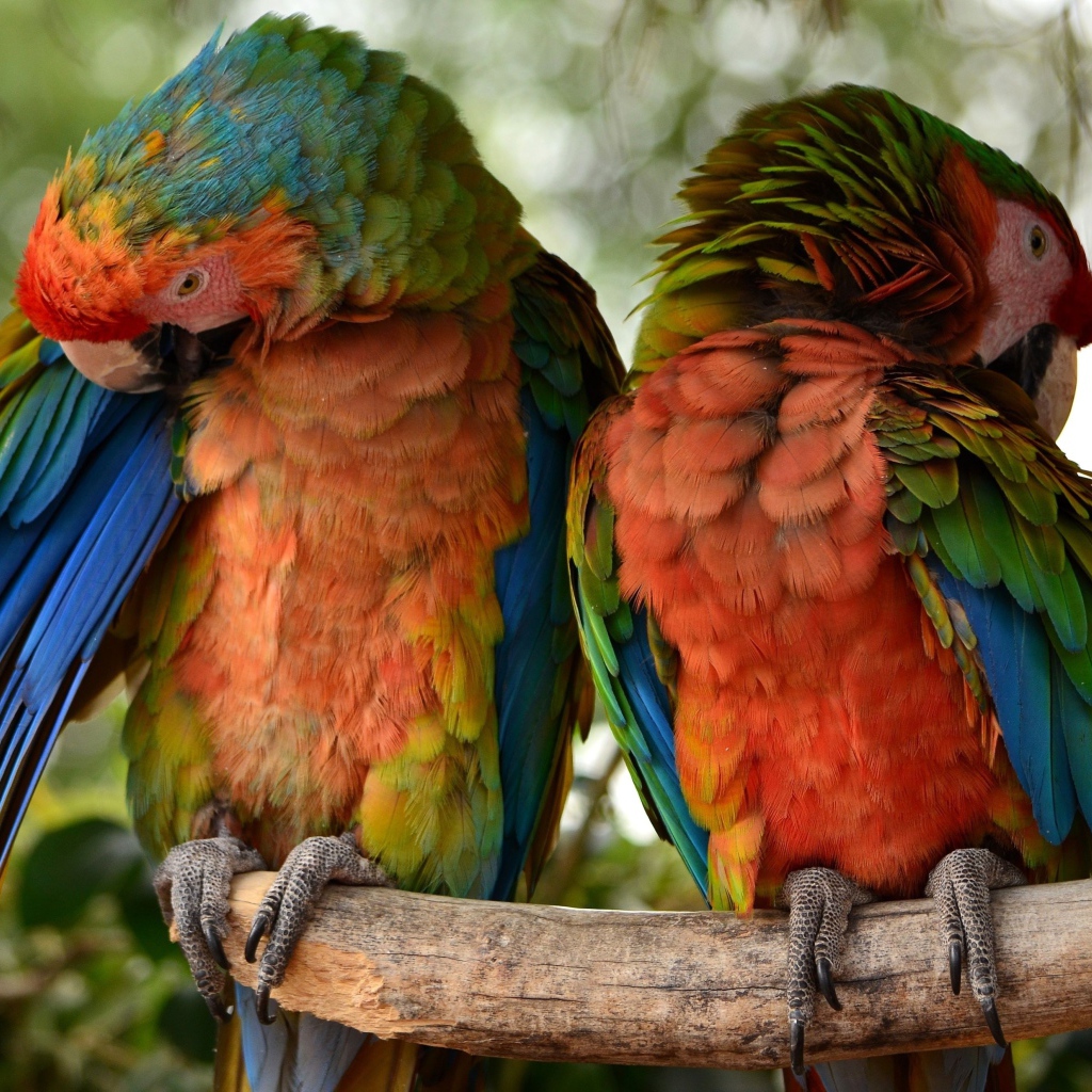 Два больших попугая сидят на ветке 