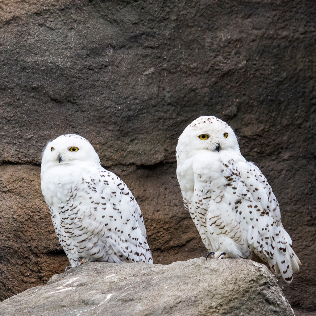 Две грациозные белые совы сидят на камне