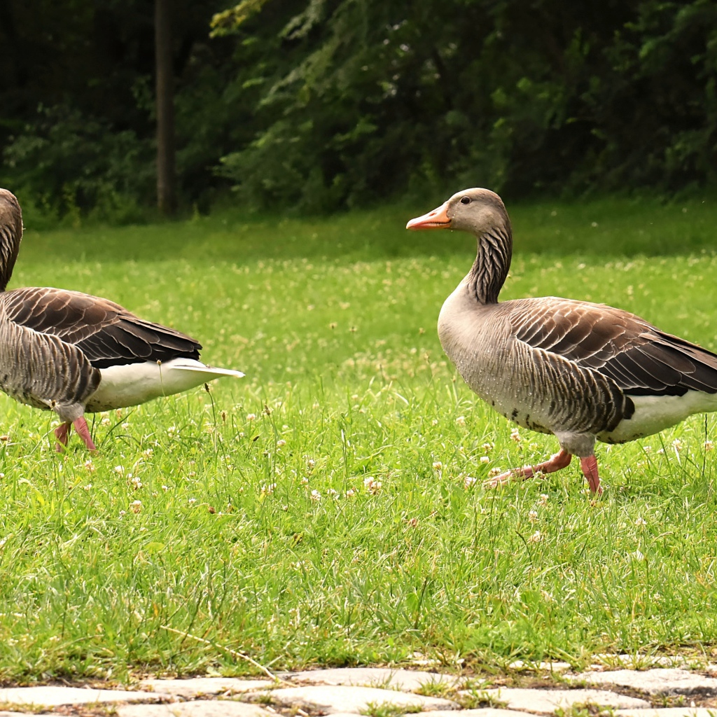 Два серых гуся гуляют по зеленой траве