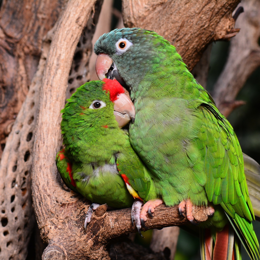 Два зеленых попугая сидят на дереве