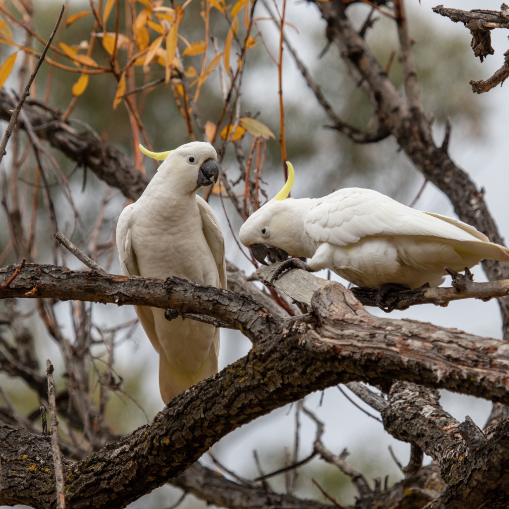 Два белых попугая сидят на ветке дерева 