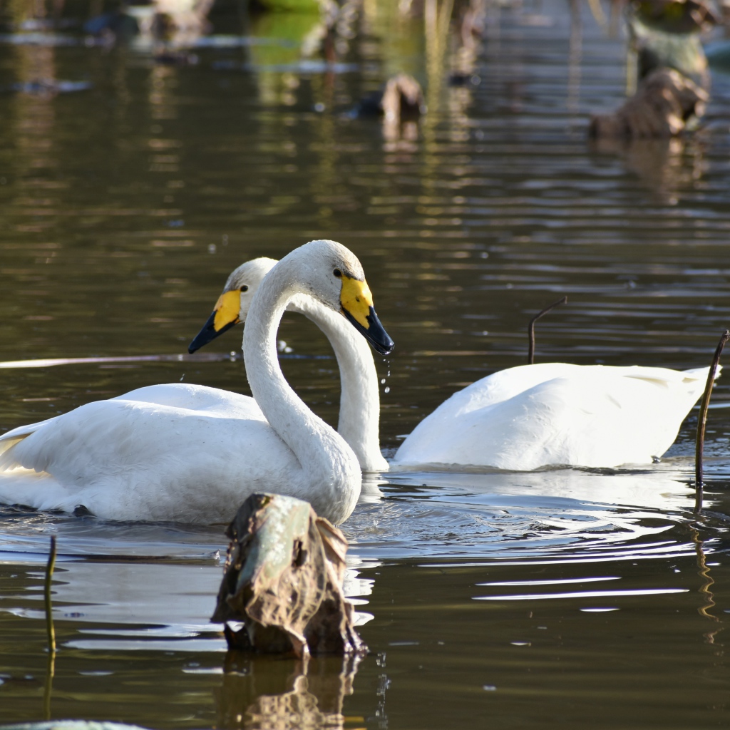 Два белых лебедя плавают в пруду 