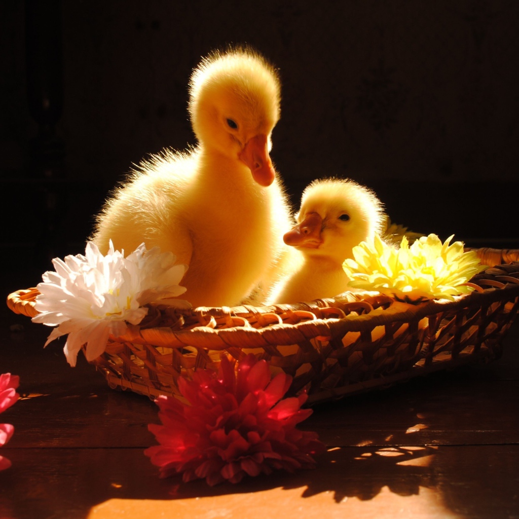 Два желтых маленьких утенка сидят в корзинке
