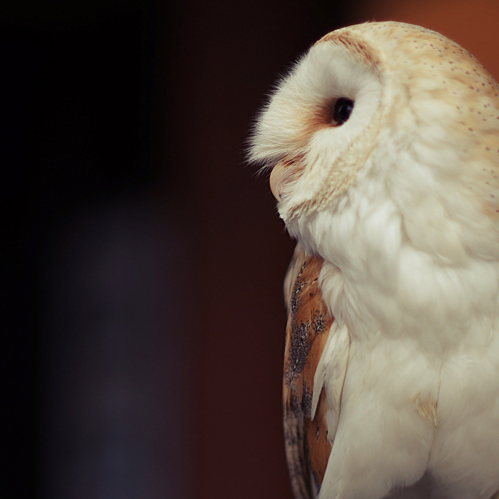 Белая большая сова вид сбоку 