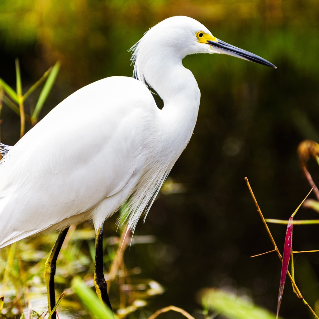 Белый херон в джунглях