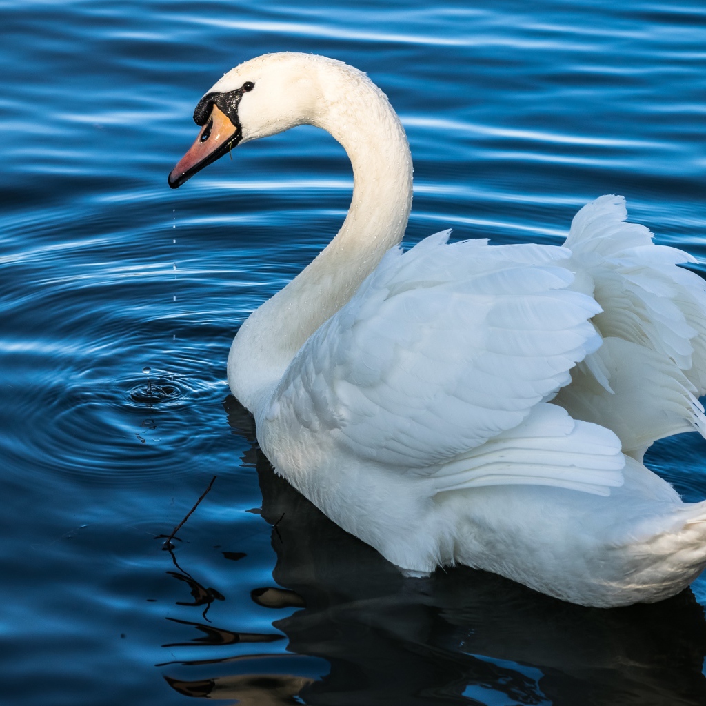 Белый красивый лебедь плавает в воде