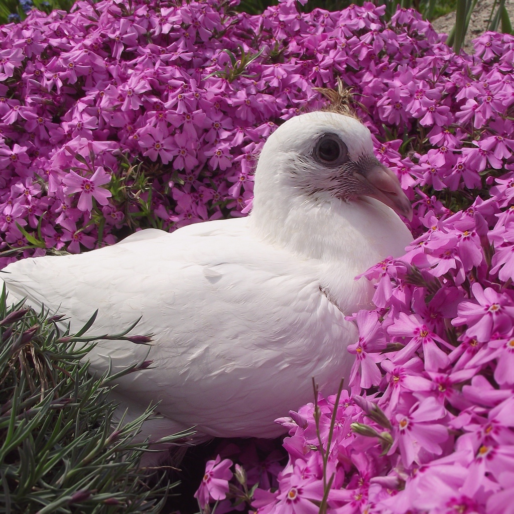 Белый голубь сидит в розовых цветах гвоздики