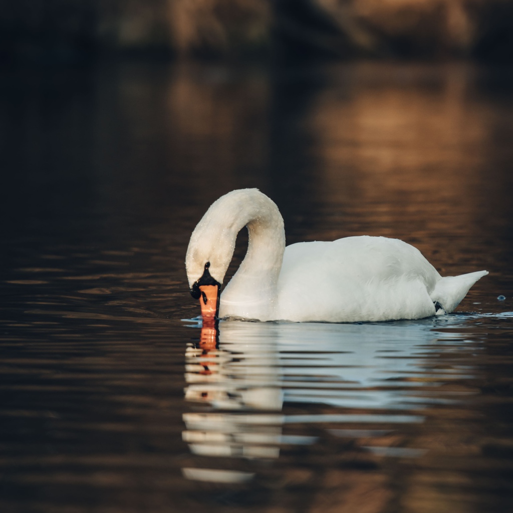 Белый лебедь шипун в воде