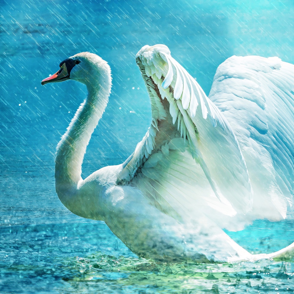 Белый лебедь взлетает с озера под дождем