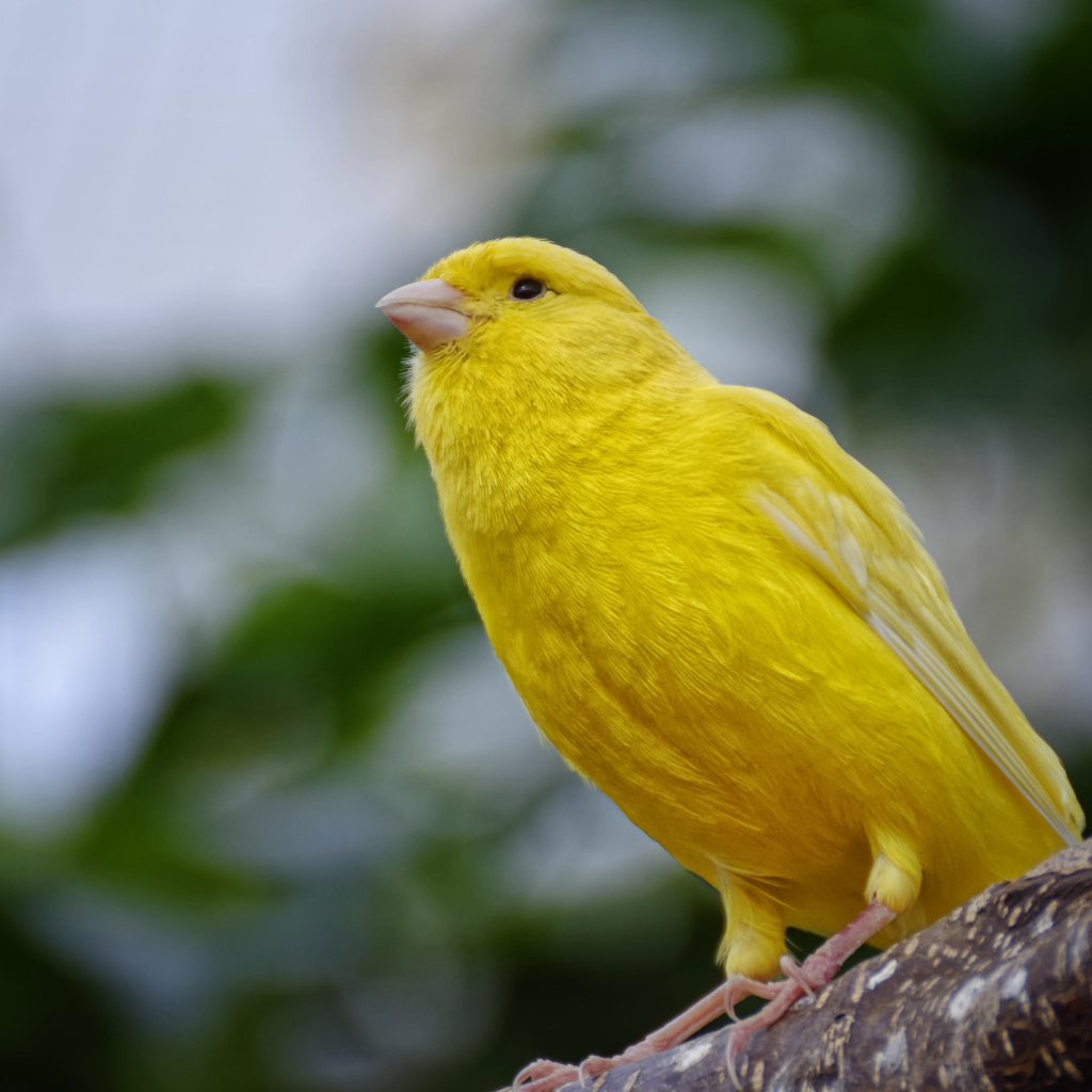 Желтая канарейка сидит на ветке