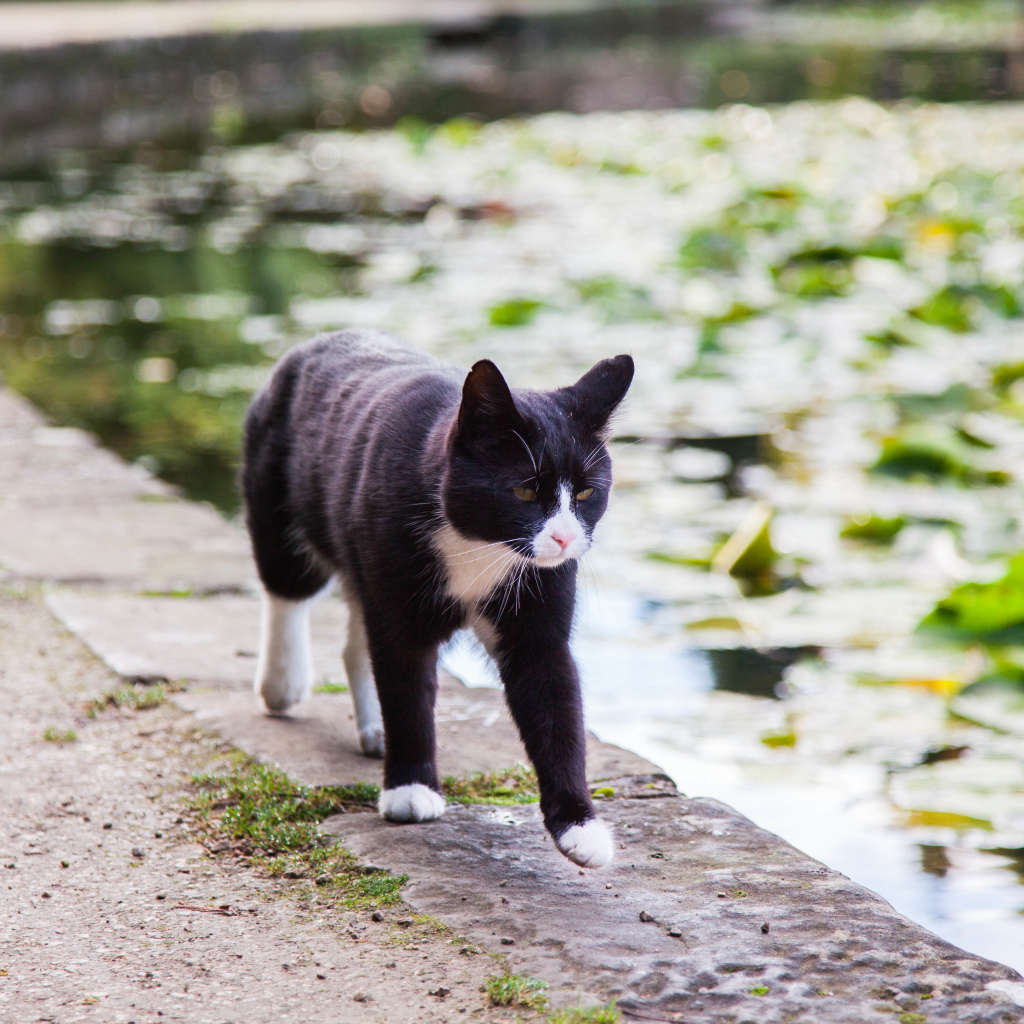 Красивый черно-белый кот идет по краю фонтана
