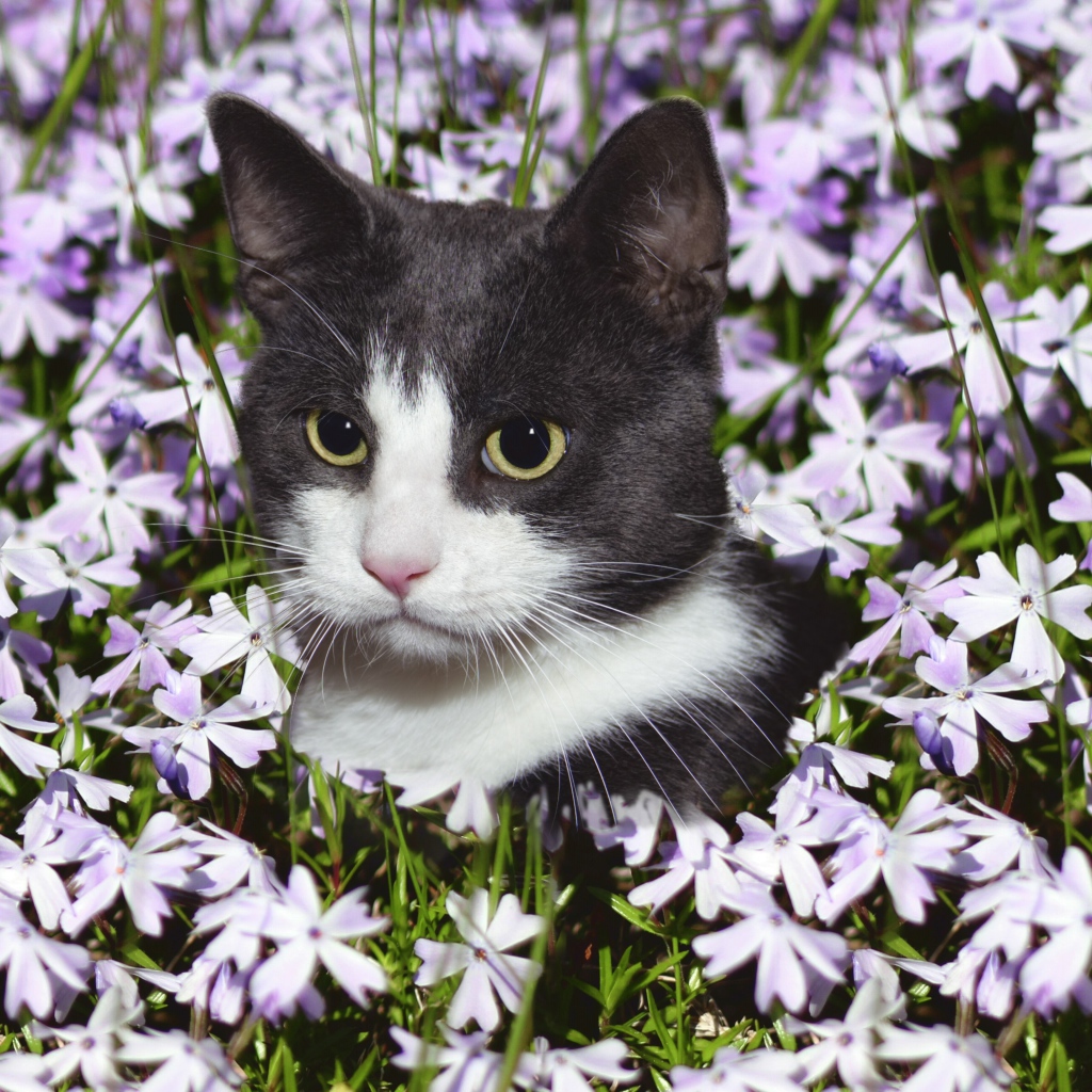 Красивый кот сидит в цветах 